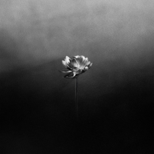Young release cover art