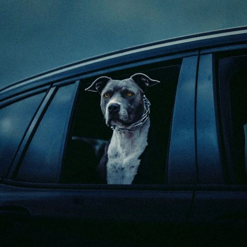 In This Bih' release cover art