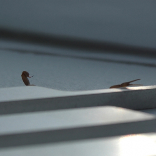 Duro release cover art