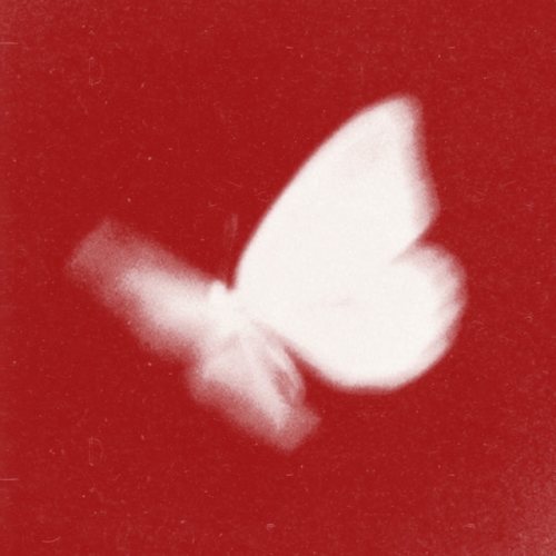 Butterfly 2026 Album Cover